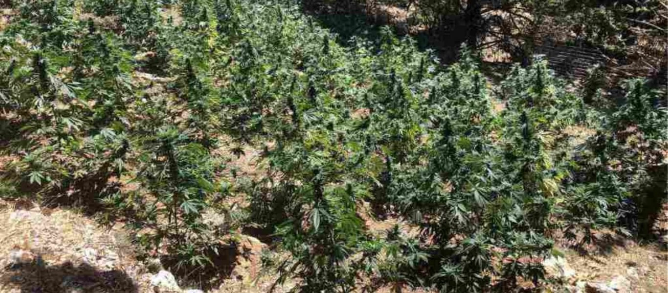 Xασισοφυτεία «μαμούθ» εντοπίστηκε στην Ανάβυσσο: Eργάζονταν δεκάδες αλλοδαποί